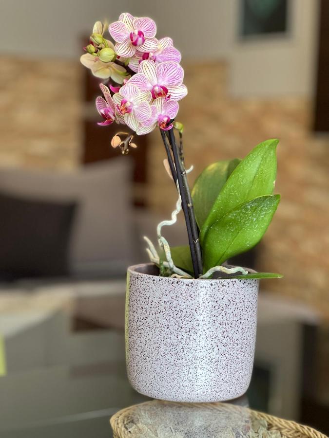 Dorina Wellness Apartman Siofok Dış mekan fotoğraf